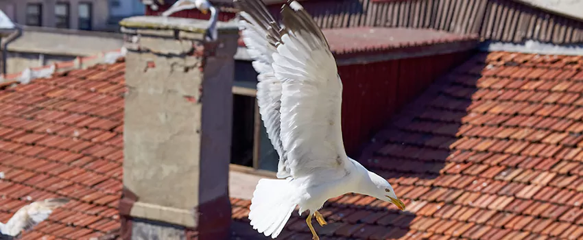 Residential Chimney Animal Removal Solution in Cliffside Park, NJ