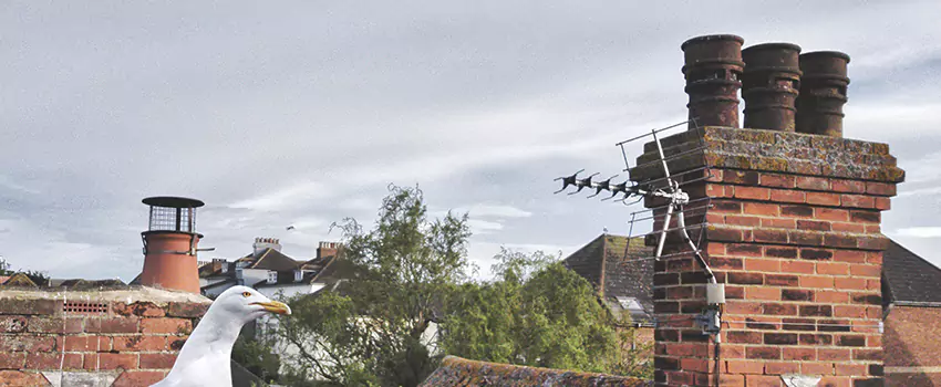 Chimney Cleaning And Restoration in Cliffside Park, New Jersey